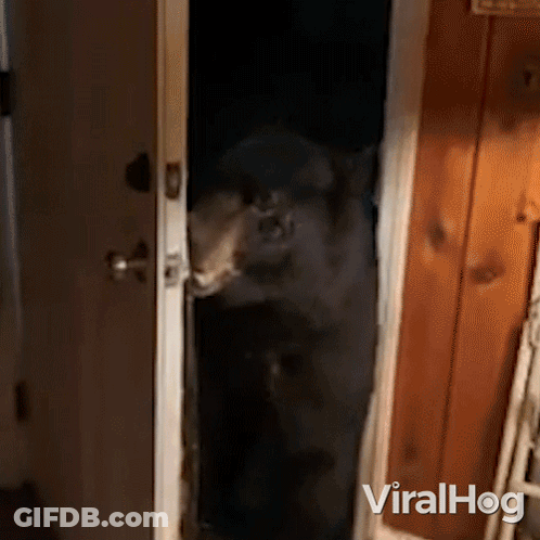 A Bear Standing In A Doorway With Viralhog Written On The Bottom Right Corner GIF