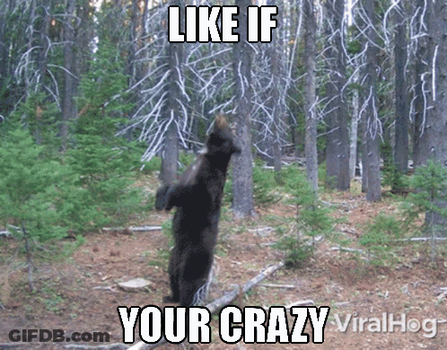 A Bear Standing On Its Hind Legs In A Forest With The Caption Like If Your Crazy Viralhog GIF