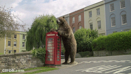 A Bear Standing On Its Hind Legs Next To A Red Phone Booth GIF