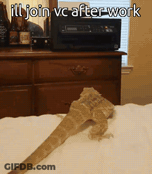 Bearded Dragon On Bed With Join VC After Work GIF