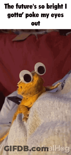 A Bearded Dragon Wearing Googly Eyes Is On A Bed GIF