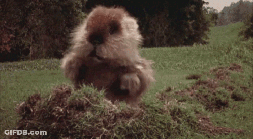 A Beaver Is Sitting In A Pile Of Grass And Dirt GIF
