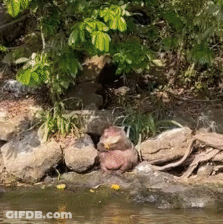 A Beaver Is Sitting On A Rock Near The Water GIF