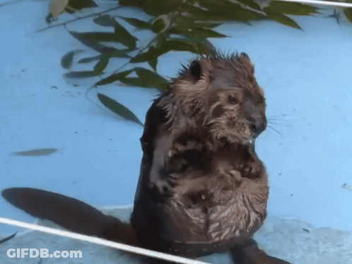 A Beaver Is Standing In A Pool Of Water GIF