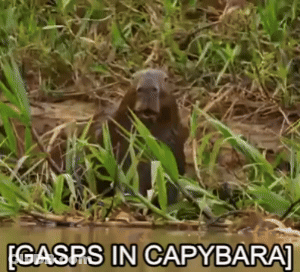 A Beaver Is Standing In The Grass Next To A Body Of Water With The Caption Gasps In Capybara . GIF