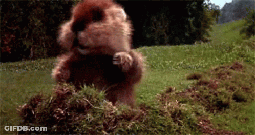 A Beaver Is Standing On Its Hind Legs In A Field . GIF