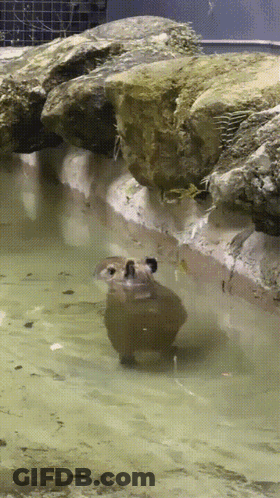 A Beaver Is Swimming In A Pond With Rocks In The Background GIF