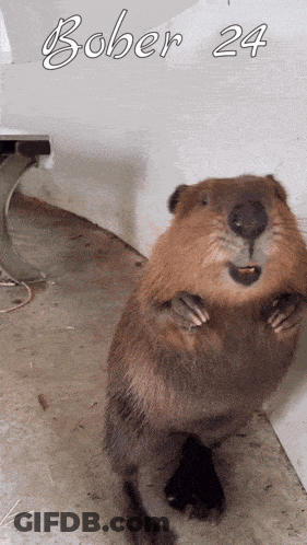 A Beaver Standing On Its Hind Legs With The Words Bober 24 Written Above It GIF
