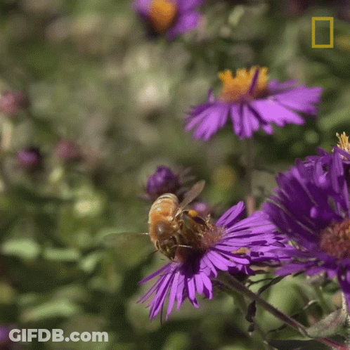 A Bee Flies Over A Purple Flower With A National Geographic Logo In The Corner GIF