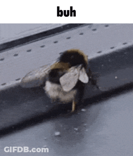 A Bee Is Sitting On A Metal Surface With The Word Buh Above It GIF
