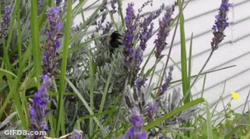 A Bee Is Sitting On A Purple Flower In The Grass GIF