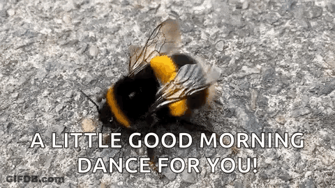 A Bee Is Sitting On The Ground And Says `` A Little Good Morning Dance For You '' . GIF