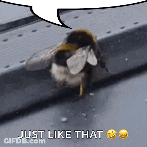 A Bee With A Speech Bubble Above It That Says Just Like That GIF