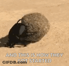 A Beetle Is Laying On The Ground With The Words `` And This Is How They Got Started '' Written Below It . GIF