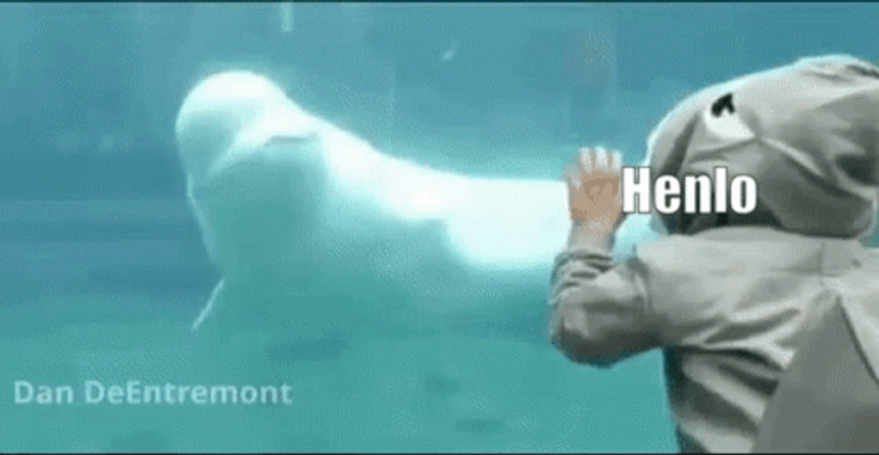 A Beluga Inside A Beluga Saying Hello GIF