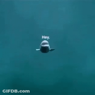 A Beluga Whale Is Swimming In The Ocean With The Words `` Hey '' Written On It . GIF