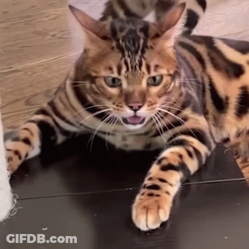 A Bengal Cat Laying On The Floor With Its Tongue Hanging Out GIF
