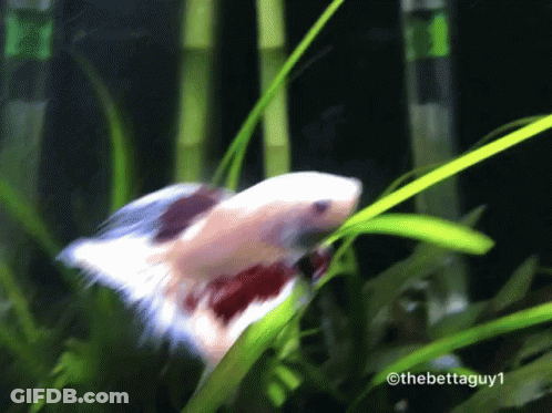 A Betta Fish Is Eating A Green Leaf In An Aquarium .. GIF