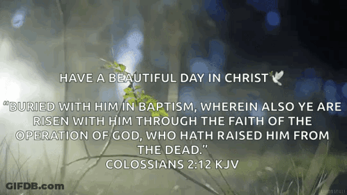 A Bible Verse From Colossians 2:12 Kjv Is Shown GIF