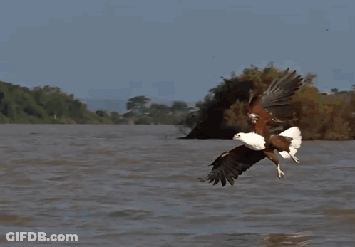 A Bird Flying Over A Body Of Water With Trees In The Background GIF