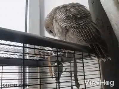 A Bird In A Cage With The Word Viralhog On The Bottom Right Corner GIF