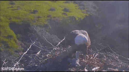 A Bird In A Nest With The Date 8-31-2010 GIF