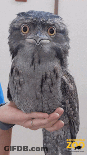 A Bird Is Being Held In Someone 'S Hand And The Zoo Logo Is Visible GIF
