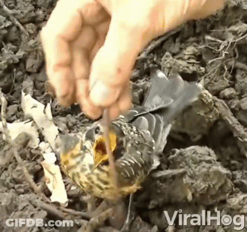 A Bird Is Being Removed From The Ground By A Person With Viralhog Written On The Bottom Of The Screen GIF