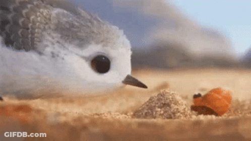A Bird Is Eating Food From A Pile Of Sand On The Beach . GIF