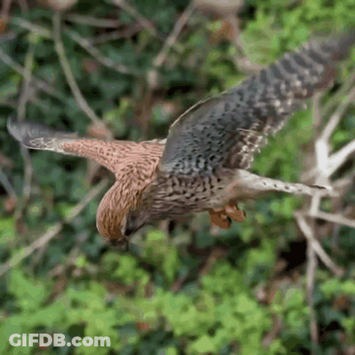 A Bird Is Flying In The Air With Its Wings Outstretched GIF