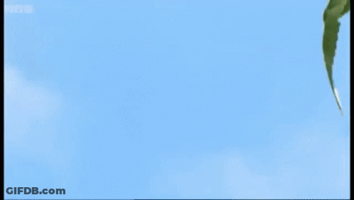 A Bird Is Flying In The Sky With Bbc Written On The Bottom Right GIF