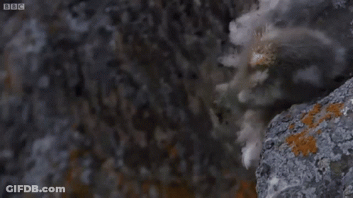 A Bird Is Flying Over A Rocky Cliff With A Bbc Logo In The Background . GIF