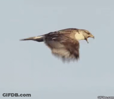 A Bird Is Flying Through A Blue Sky With A Gifsee.com Logo In The Corner GIF