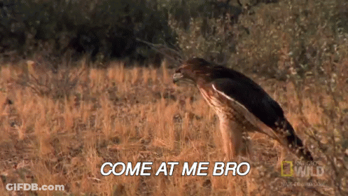 A Bird Is Flying Through A Field With The Words Come At Me Bro Written Below It GIF