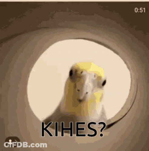A Bird Is Looking Out Of A Hole With The Word Kihe Written On It GIF