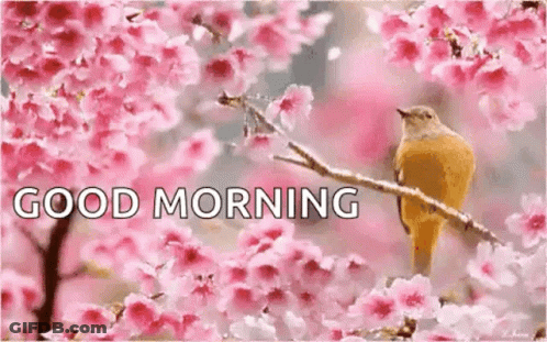 A Bird Is Perched On A Branch Of A Cherry Blossom Tree With Pink Flowers . GIF