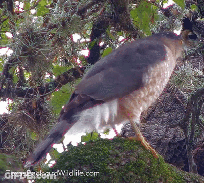 A Bird Is Perched On A Mossy Branch With The Website Texasbackyardwildlife.com Visible In The Corner GIF