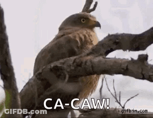 A Bird Is Perched On A Tree Branch And Says Ca-Caw ! GIF