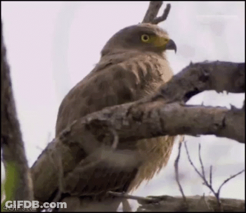 A Bird Is Perched On A Tree Branch With Its Beak Open . GIF