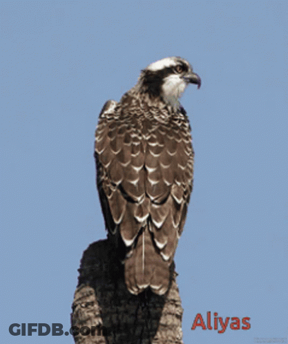 A Bird Is Perched On A Tree Branch With The Name Aliyas Written Below It GIF