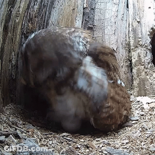 A Bird Is Sitting In A Hole In A Tree GIF