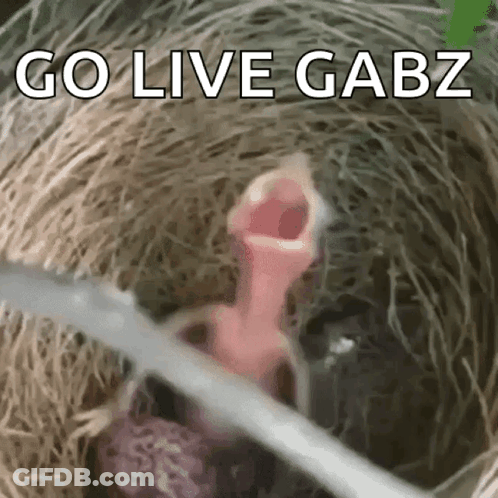 A Bird Is Sitting In A Nest With Its Mouth Open And The Words `` Go Live Gabz '' Written On The Bottom . GIF