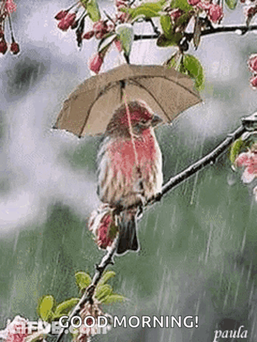 A Bird Is Sitting On A Branch Holding An Umbrella . GIF