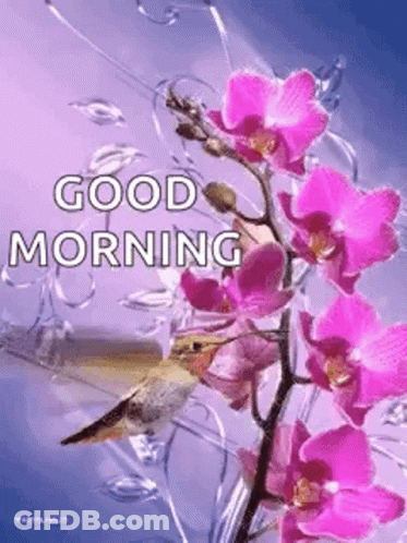 A Bird Is Sitting On A Branch Of Pink Flowers With The Words `` Good Morning '' Written On It . GIF