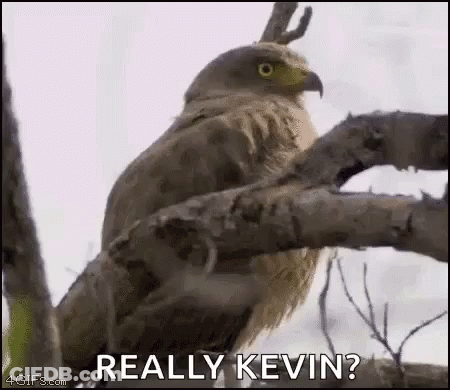 A Bird Is Sitting On A Tree Branch With The Words `` Really Kevin '' Written On It . GIF