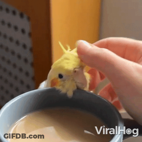 A Bird Is Sitting On Top Of A Cup Of Coffee Being Held By A Person . GIF