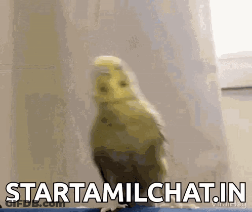 A Bird Is Standing In Front Of A Window With The Words Startamilchat.in Written On The Bottom . GIF
