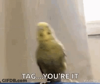 A Bird Is Standing In Front Of A Window With The Words Tag ... You 'Re It . GIF