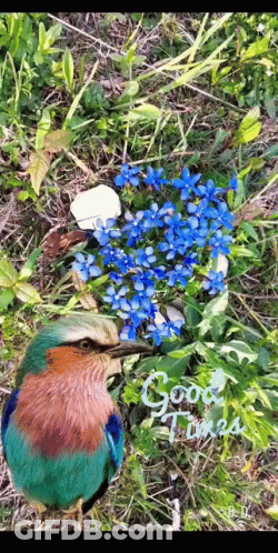 A Bird Is Standing Next To A Bunch Of Blue Flowers With The Words Good Times Written On The Bottom GIF