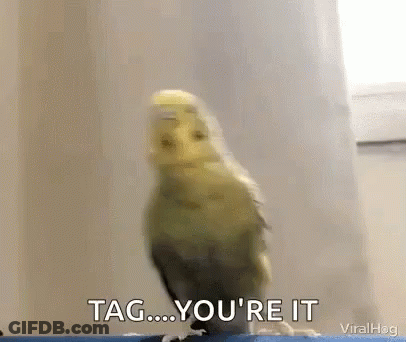 A Bird Is Standing On A Ledge And Says Tag ... You 'Re It GIF